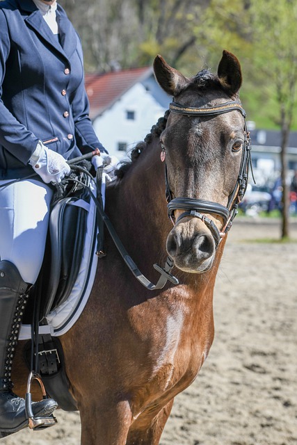 职业球员们 职业球员们